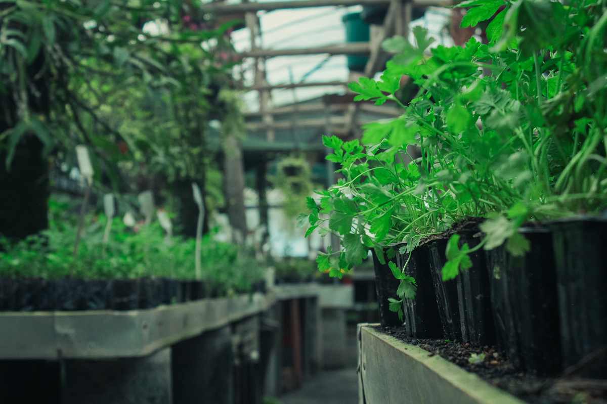 Image of several parsley plants in a greenhouse.