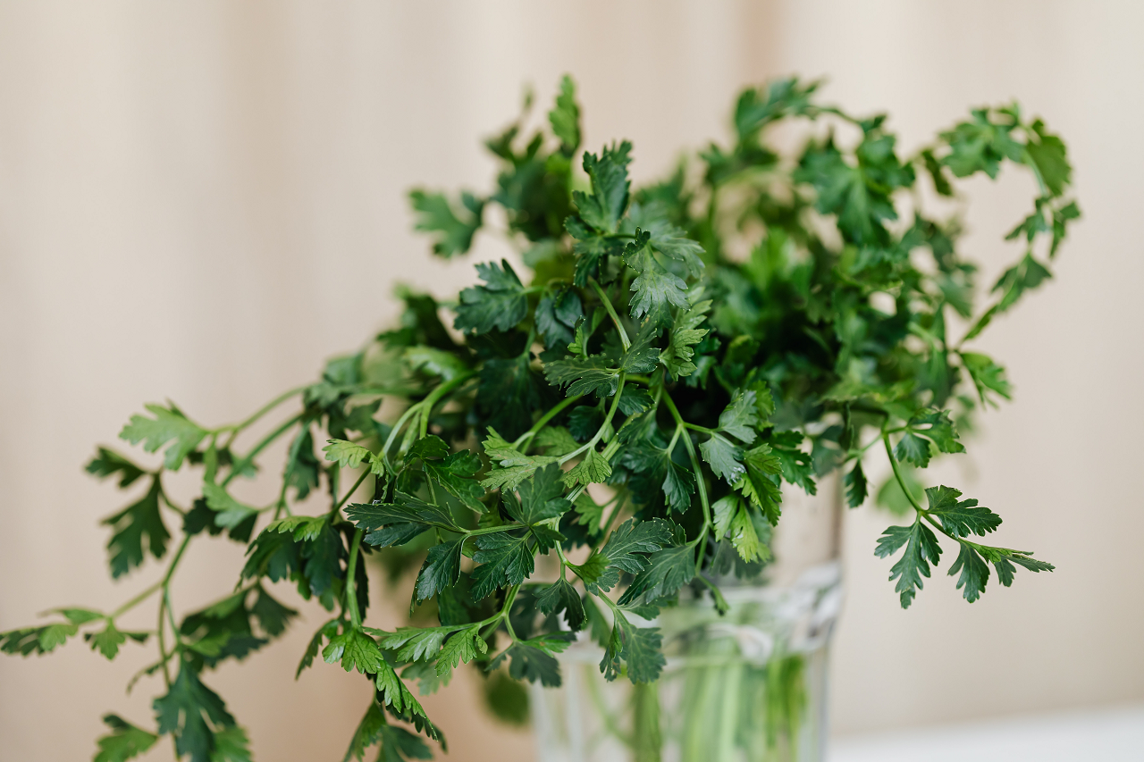 Image of a parsley bunch in a glass.