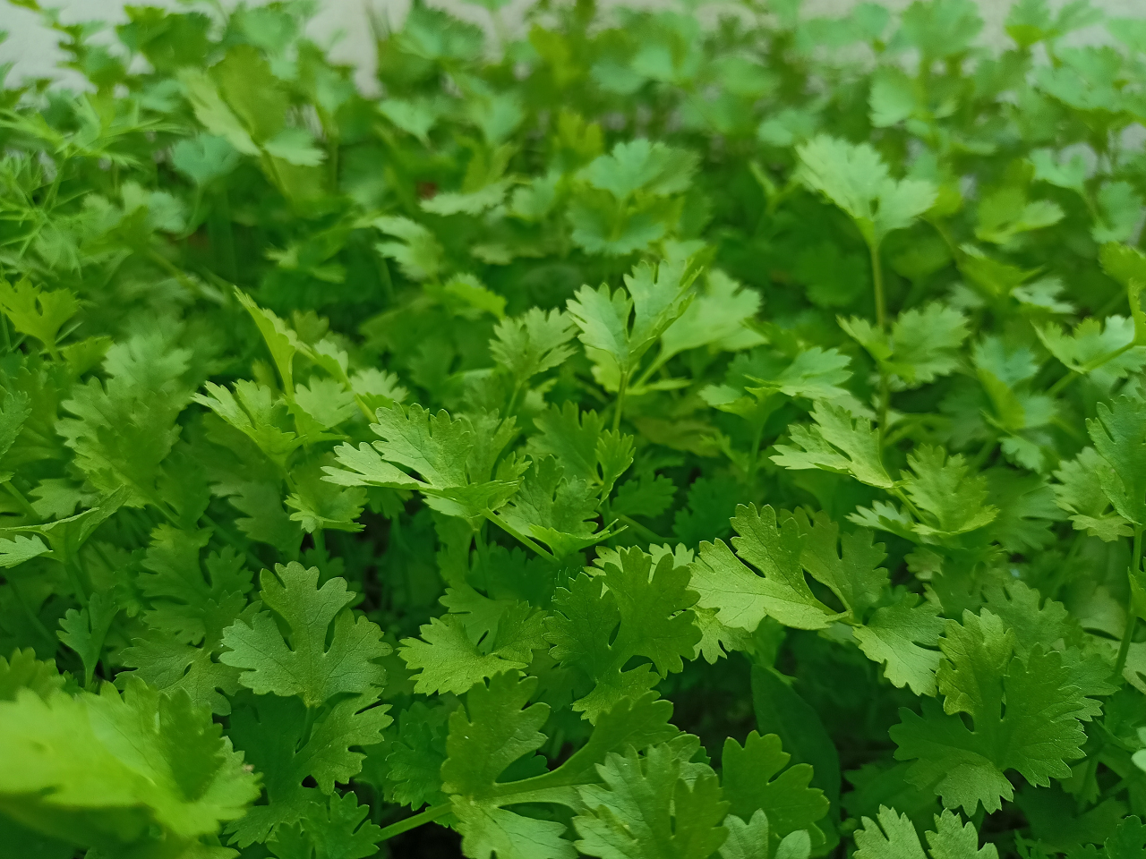 Close up image of parsley leaves.