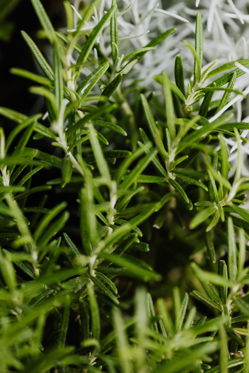 Close up image of a rosemary plant.