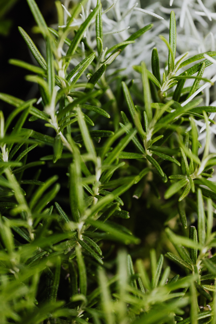 How to Grow Rosemary Tractor Supply Co.