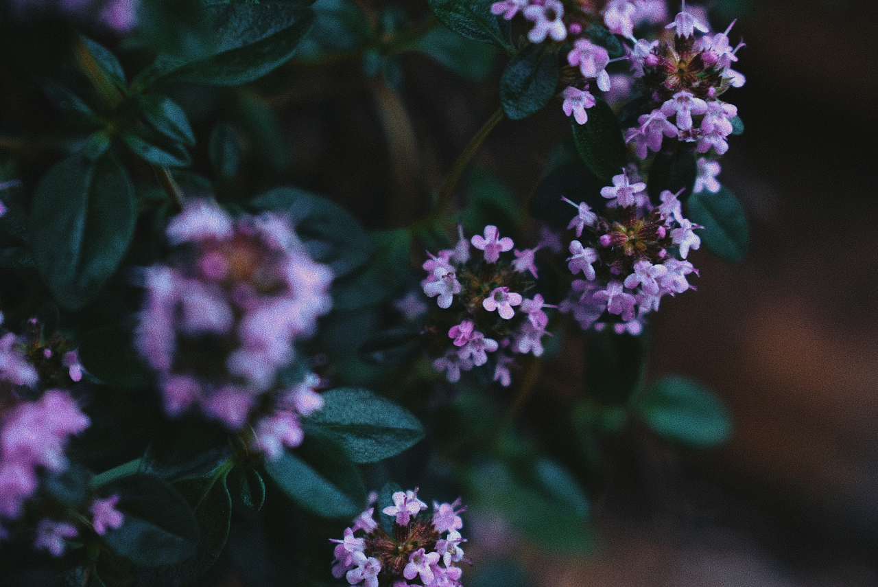 How to Grow Thyme