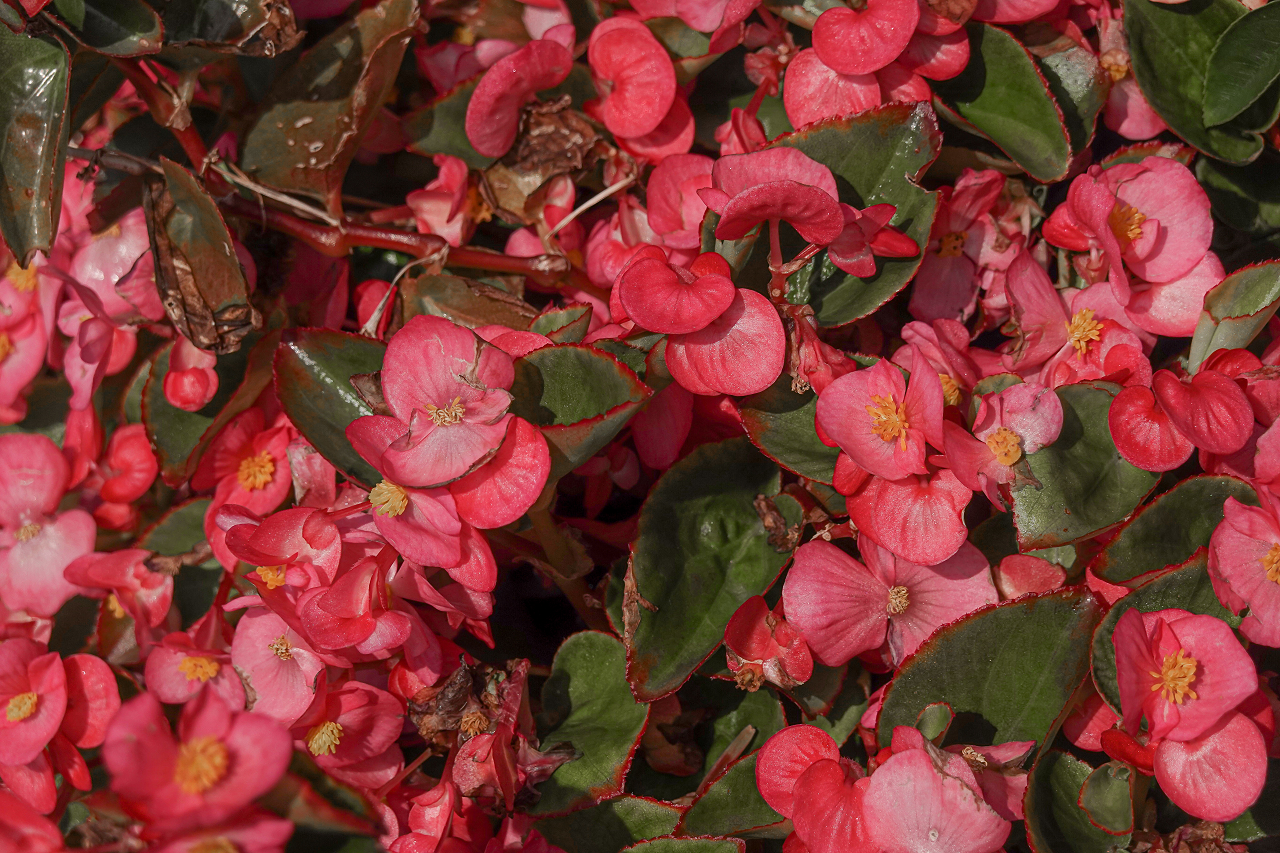 Image of pink begonia flowers.