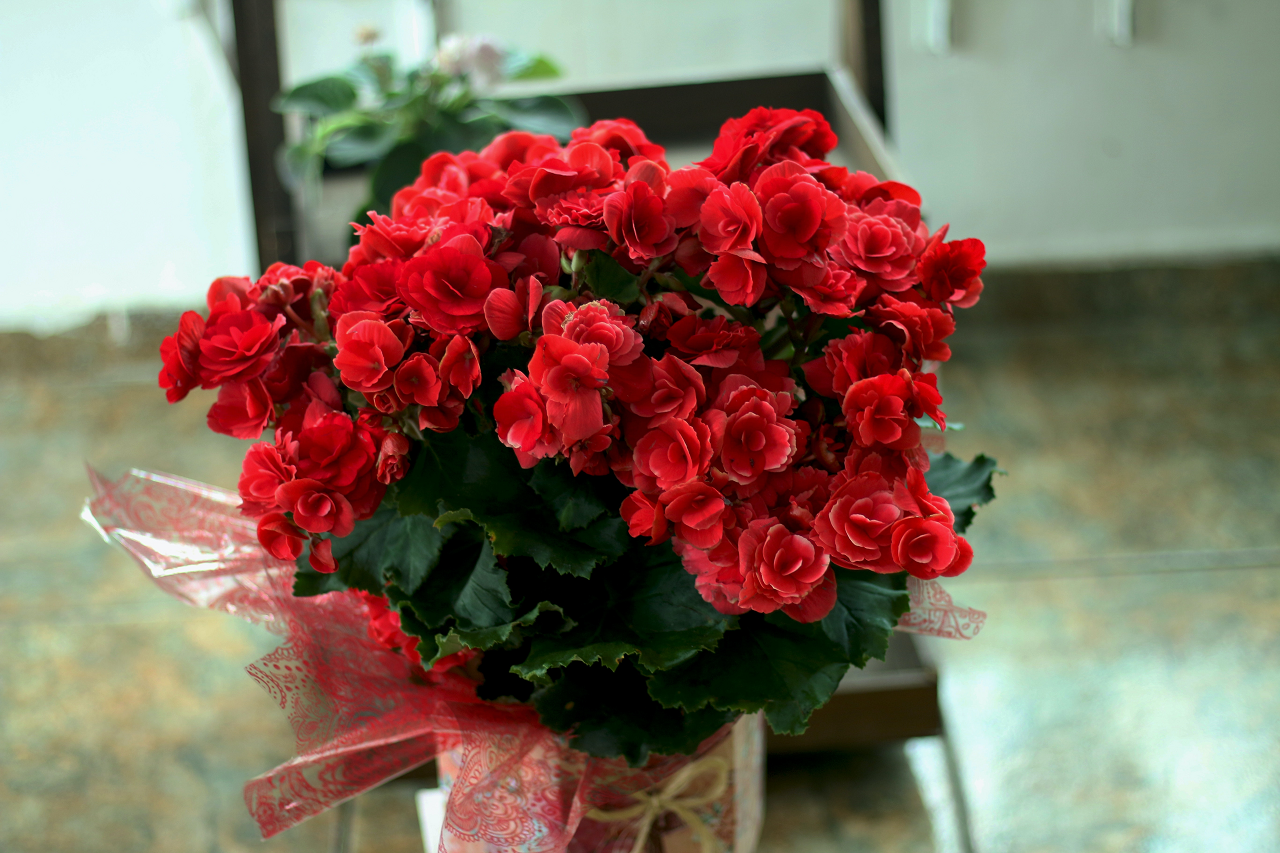 Image of a indoor begonia plant with red flowers.