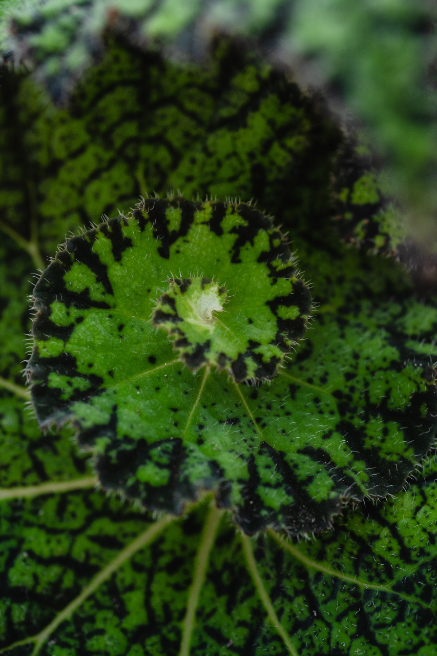 Image of a escargot begonia closeup.