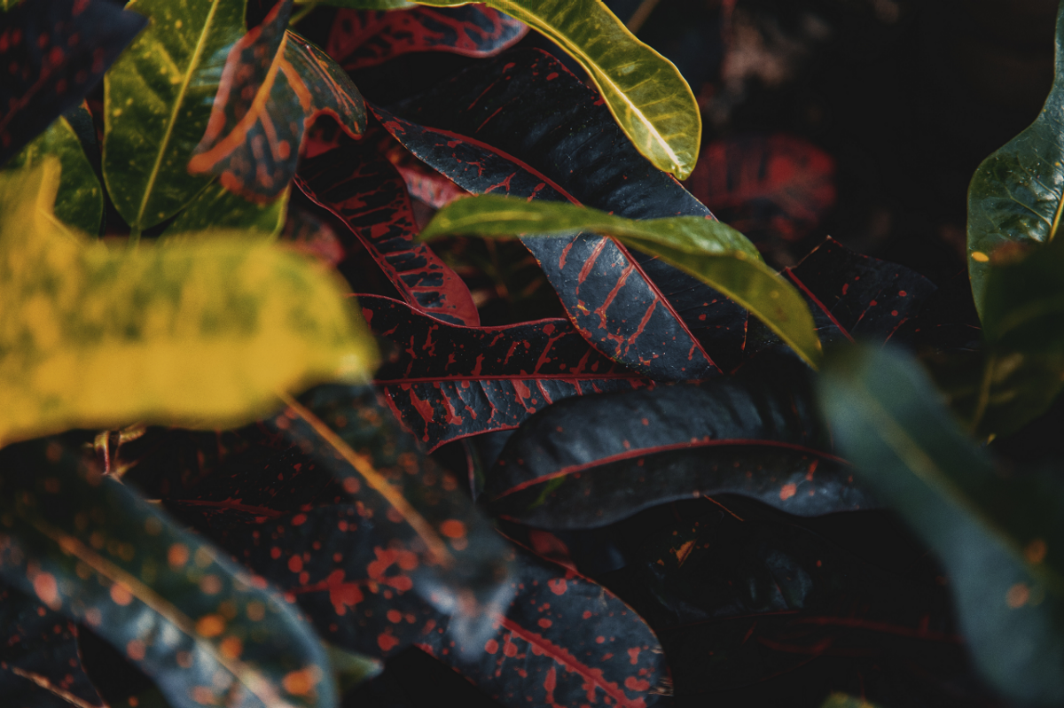 How to Grow Crotons | Tractor Supply Co.