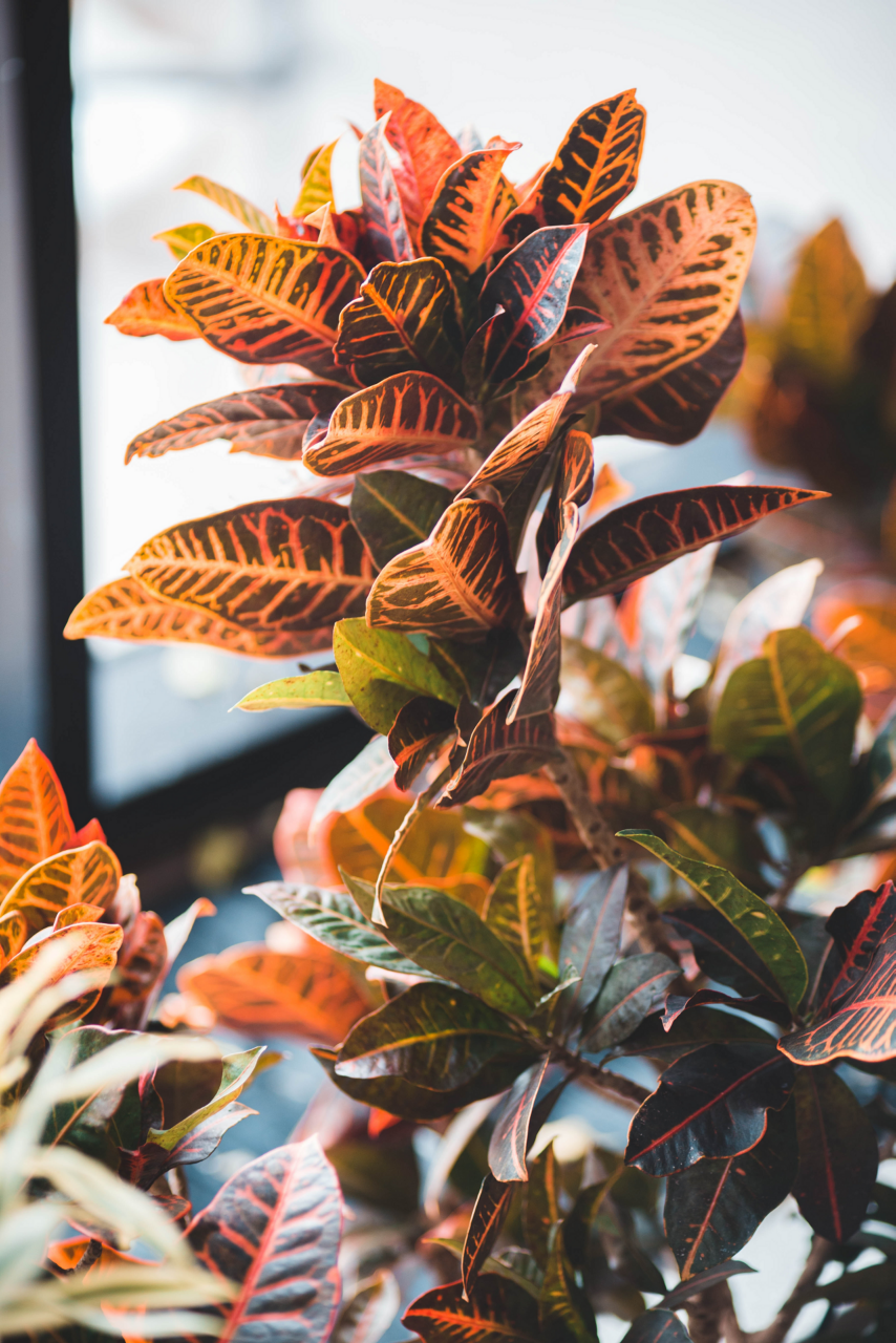 How to Grow Crotons | Tractor Supply Co.