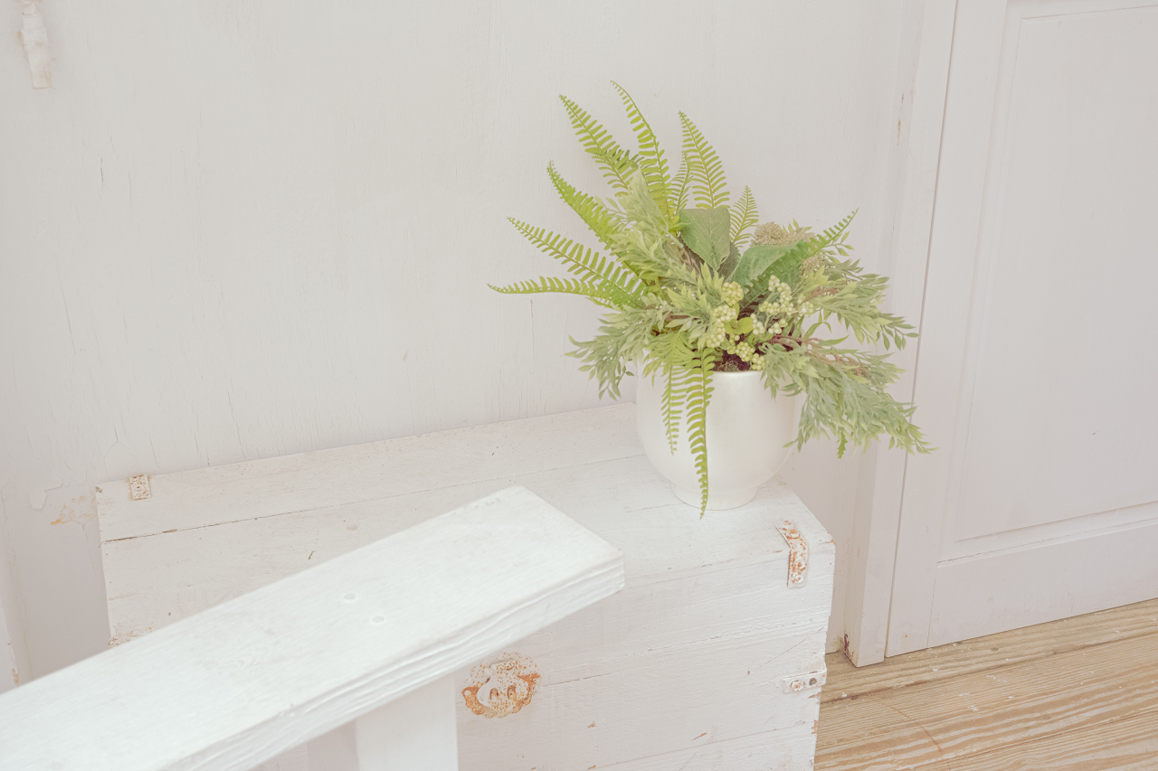 Image of a fern in an indoor room.