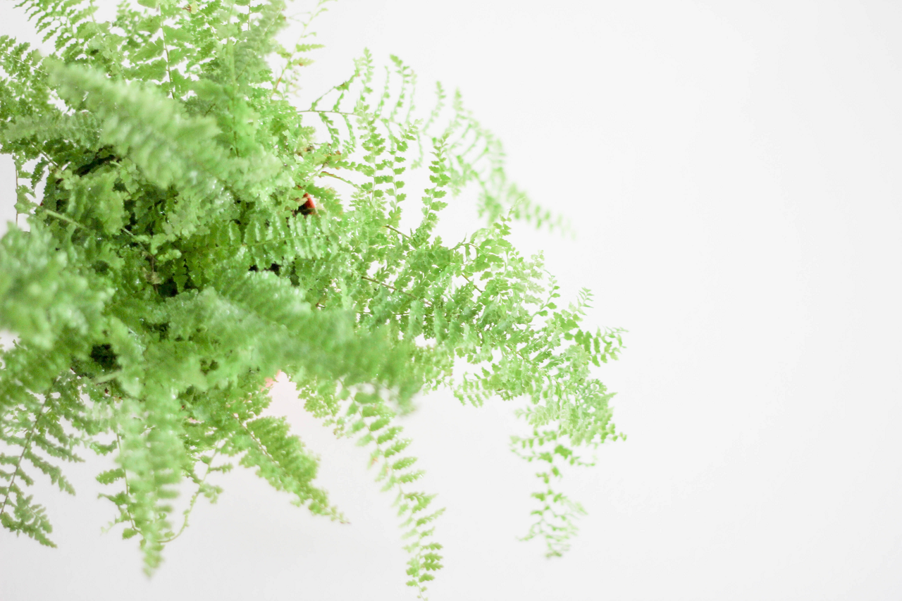Image of an indoor potted fern.