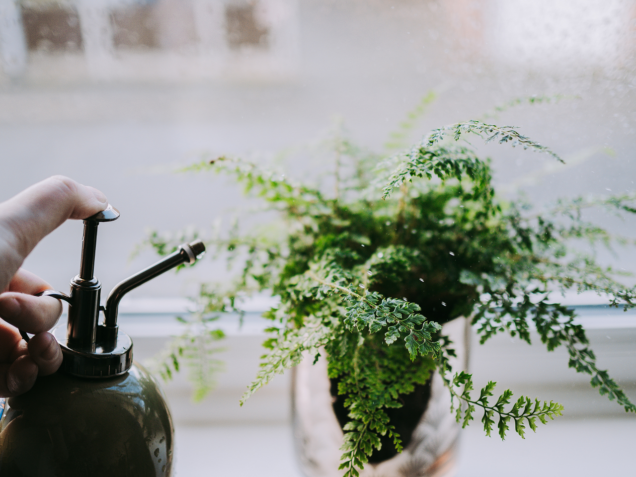 Image of a person watering a fern plant.