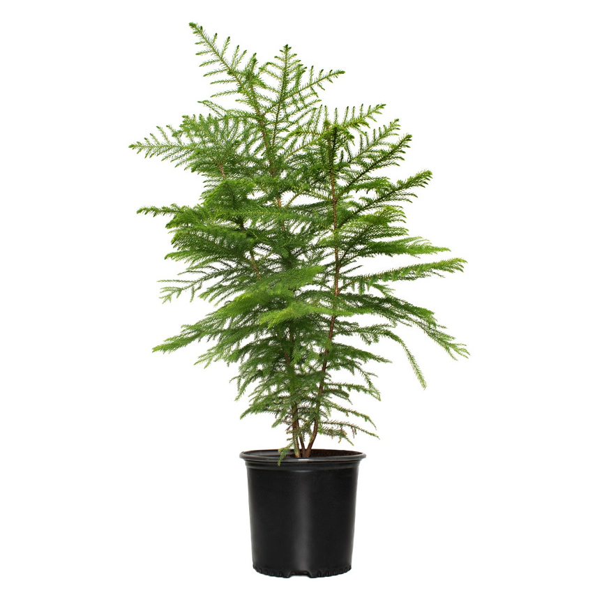 How to Grow Norfolk Pine | Tractor Supply Co.