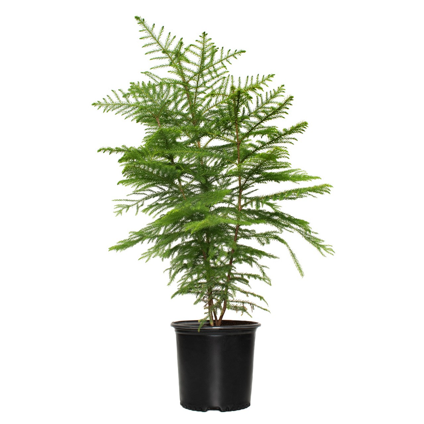 Image of a Norfolk Pine in a pot.