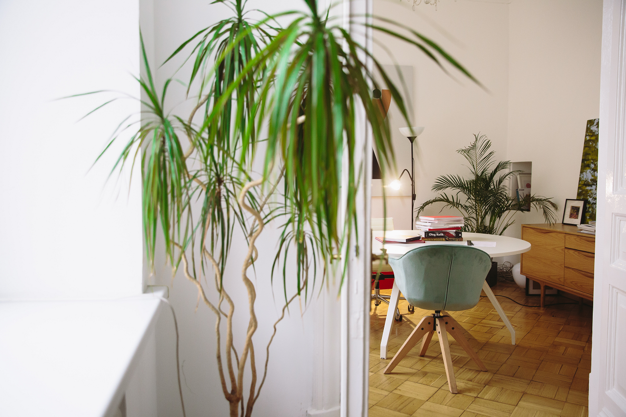 Image of two palm plants in a home.