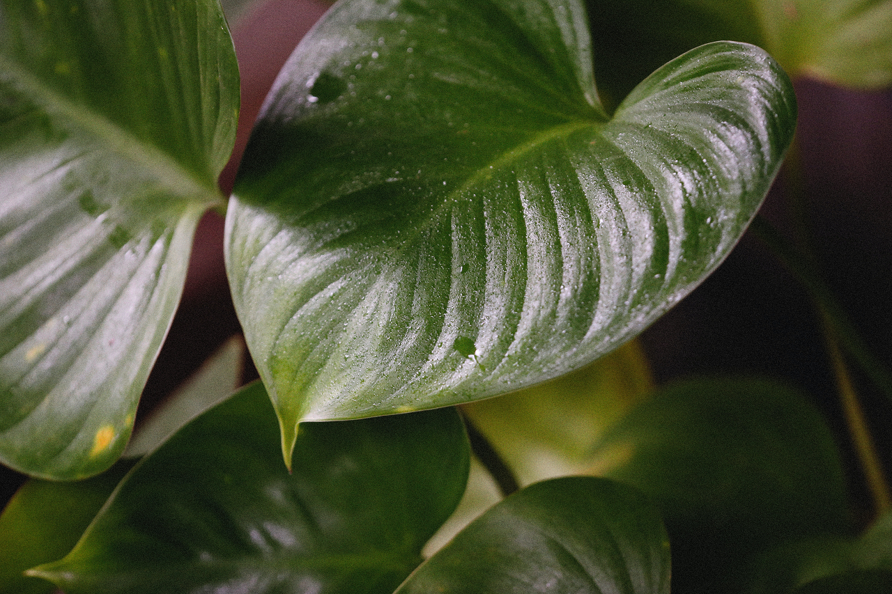 Image of a pothos leaf close up.