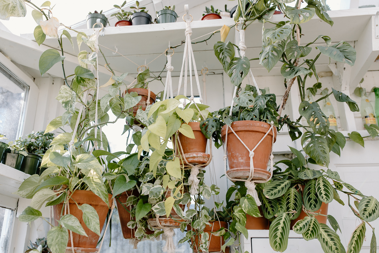 Image of several hanging plants, including pothos ivy.