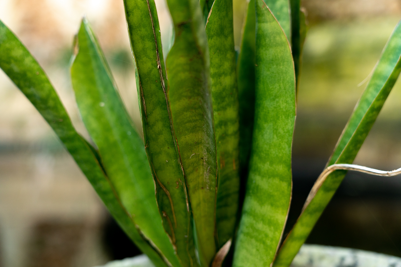 Up close image of snake plant leaves.