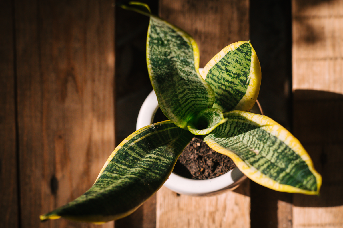 How to Grow Snake Plants | Tractor Supply Co.