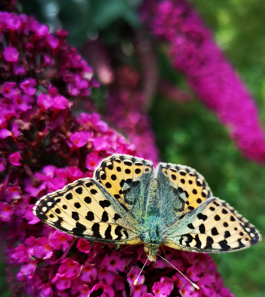 Image of a pink butterfly bush in bloom.