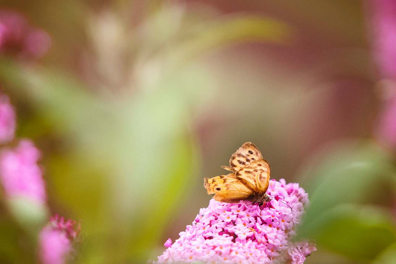Image of butterfly bush bloom opening.