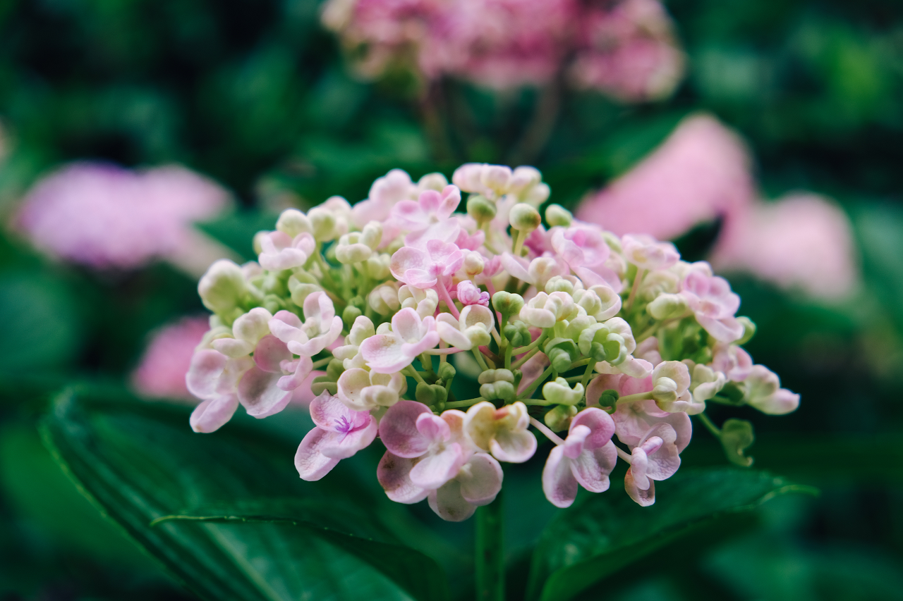 Image of a hydrangea plant blooming.