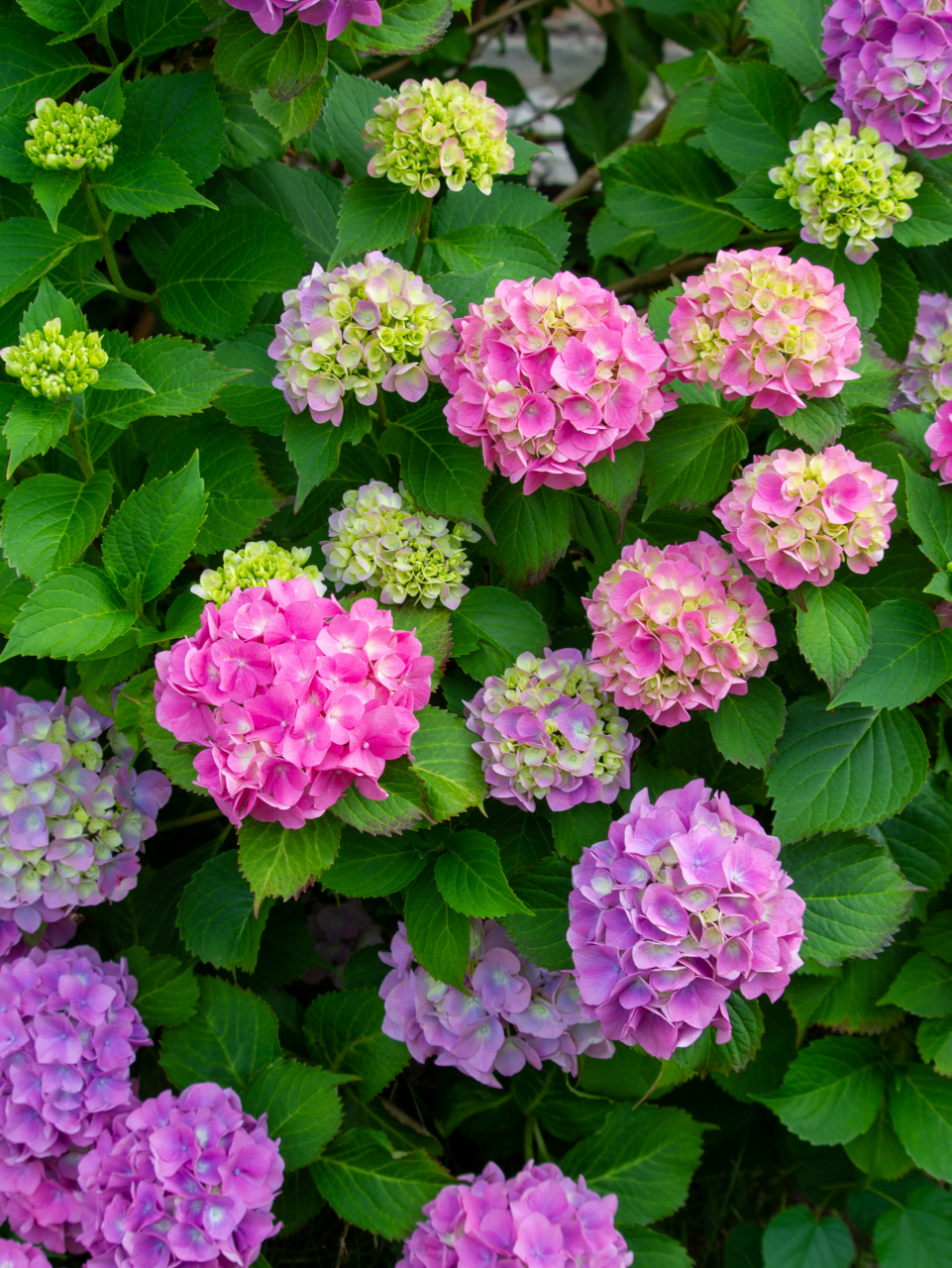 Image of a hydrangea plant with pink flowers.