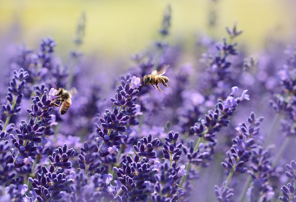 Image of bees flying around a lavender shrub.