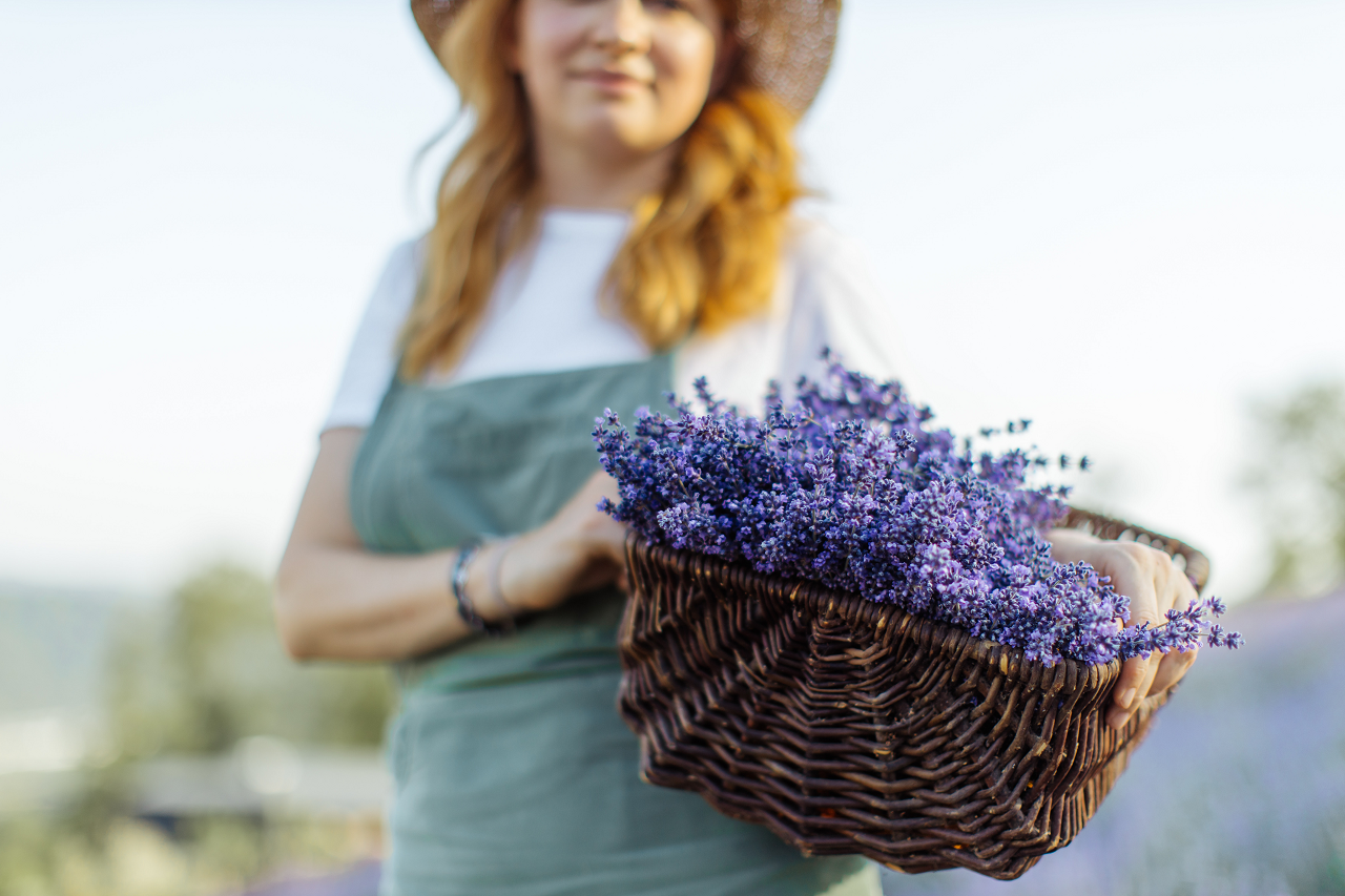 Image of a someone with a bundle of lavender stalks in a basket.