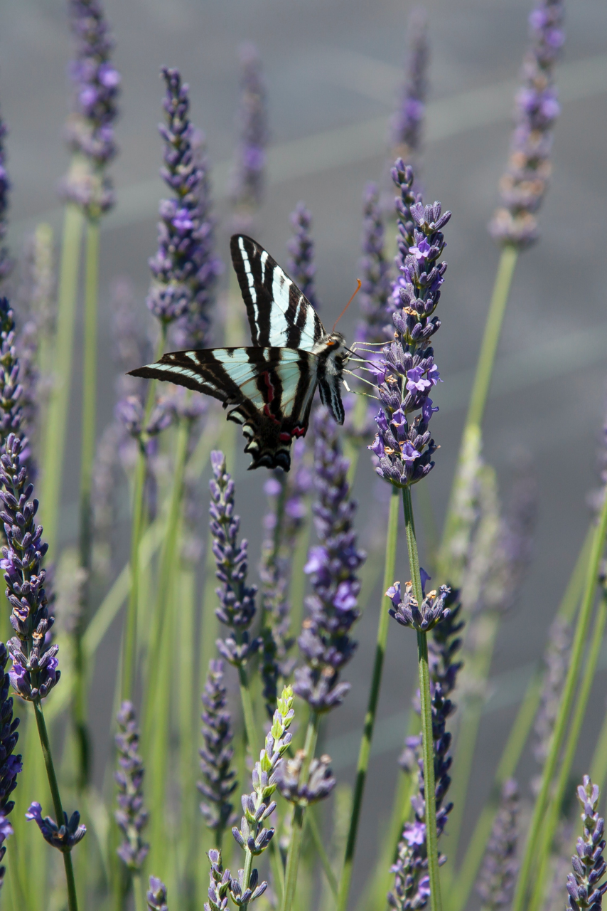 Image of a butterfly on a lavender plant.