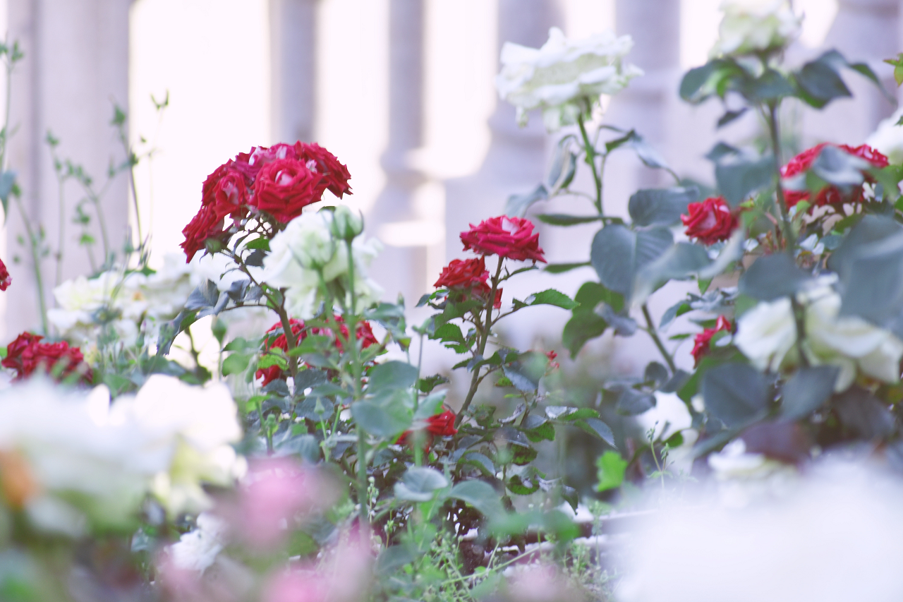 Image of red and white rose bushes blooming next to a picket fence.