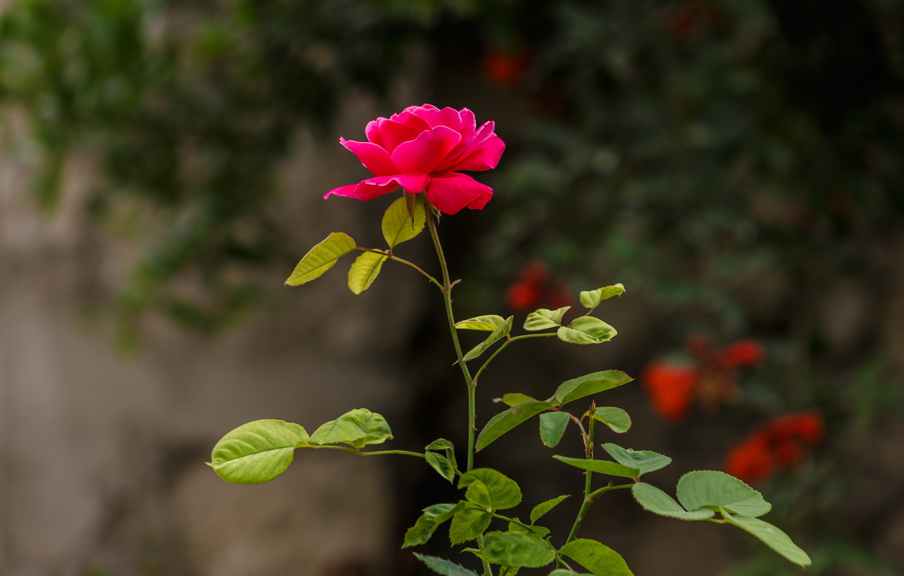 Image of a pink rose blooming.