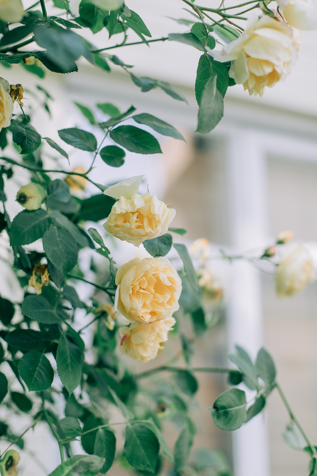 Image of white climbing roses.