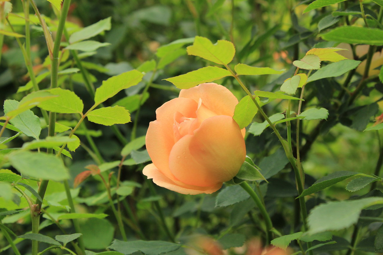 Image a peach rose bush.