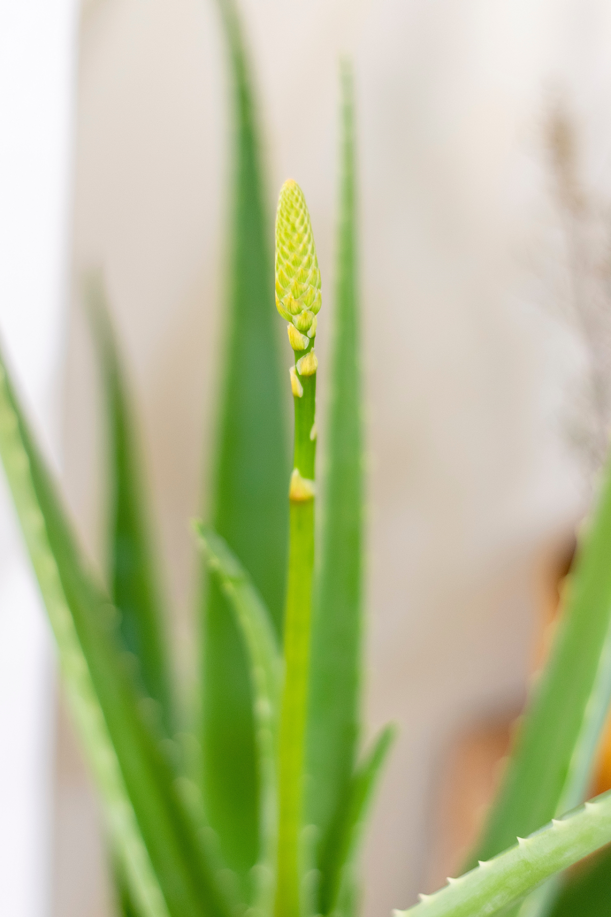 sunscreen aloe vera Bio-Aftersun Gel Doppel Aloe Vera main image 1