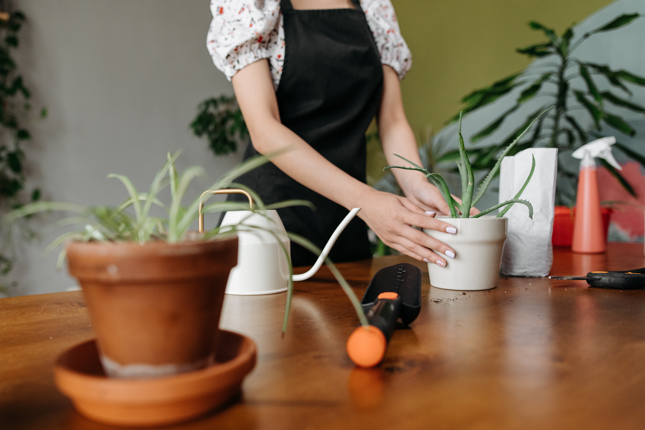 Image of someone potting an aloe vera plant.
