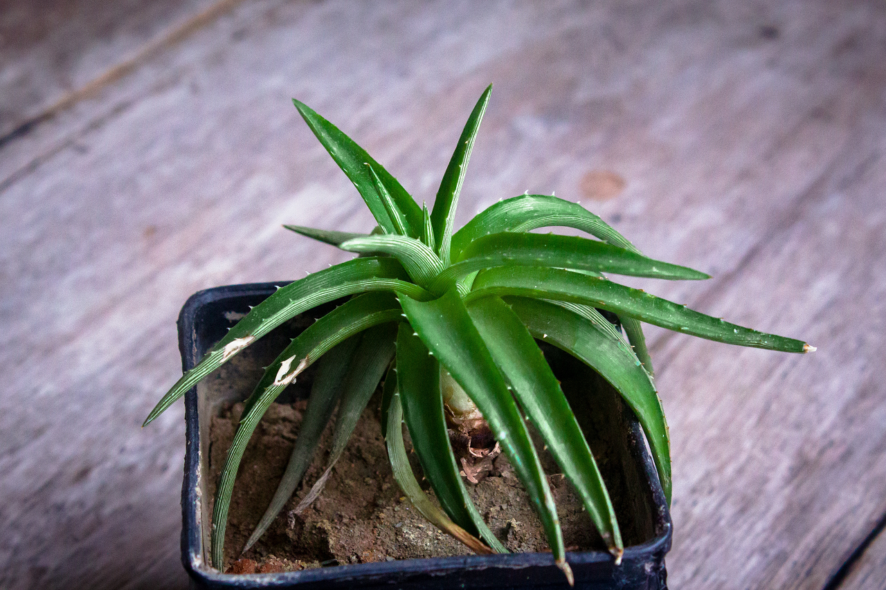 Image of a small aloe vera plant on a wooden table.