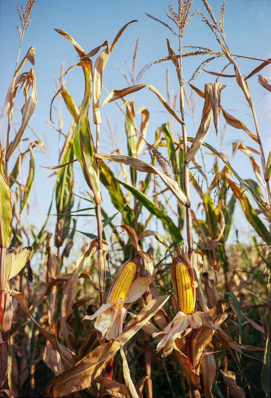 Image of corn stalks.