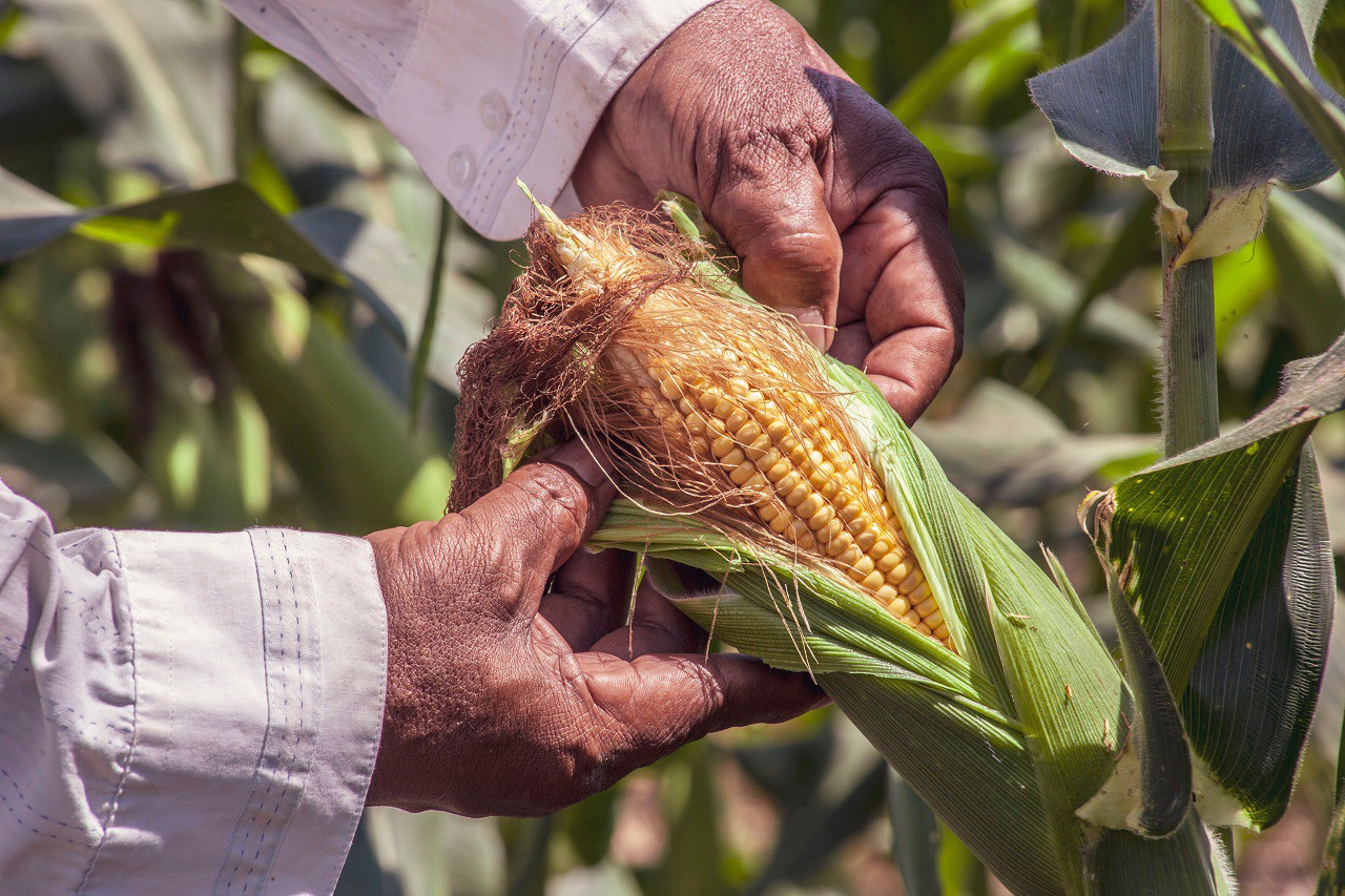 Image of a person opening an ear of corn on a stalk.