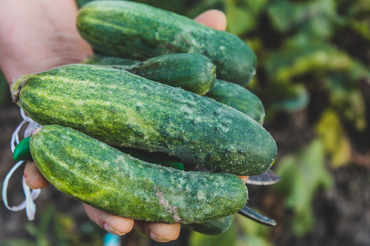 Image of a person holding a group of fresh cucumbers.