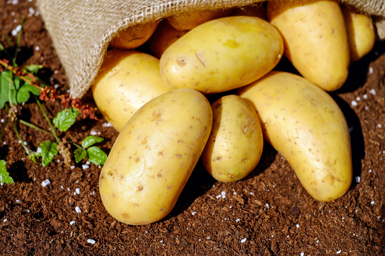 Image of potatoes in the dirt.