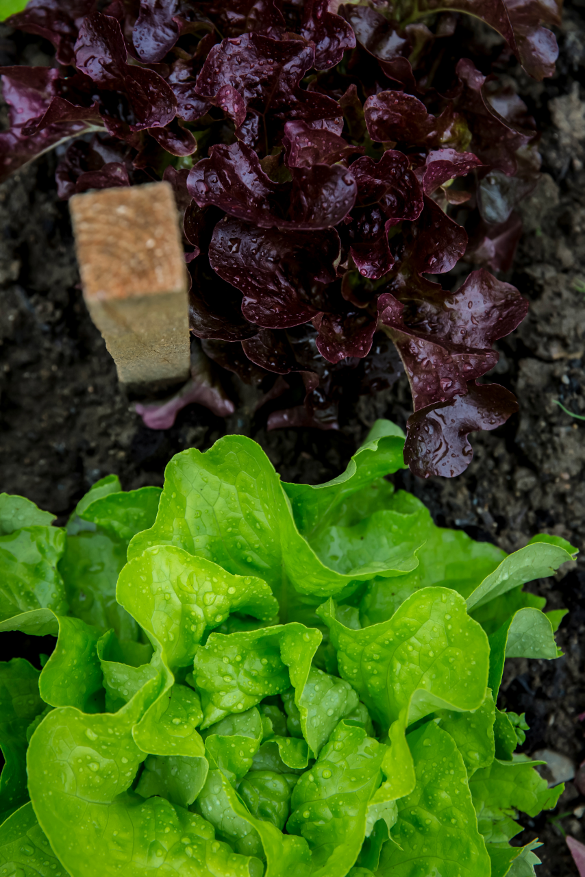 Image of red and green romaine lettuce in a garden.
