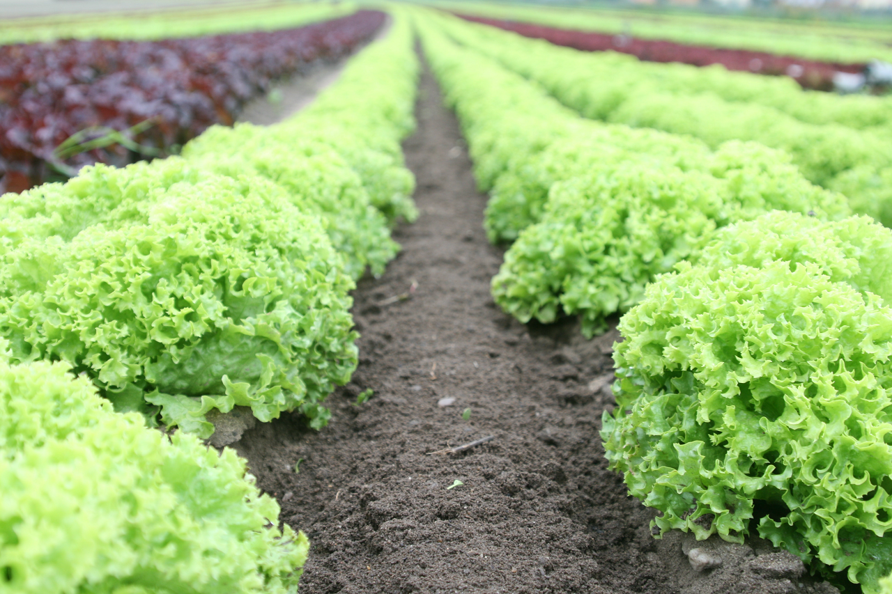 Image of rows of romaine lettuce growing.
