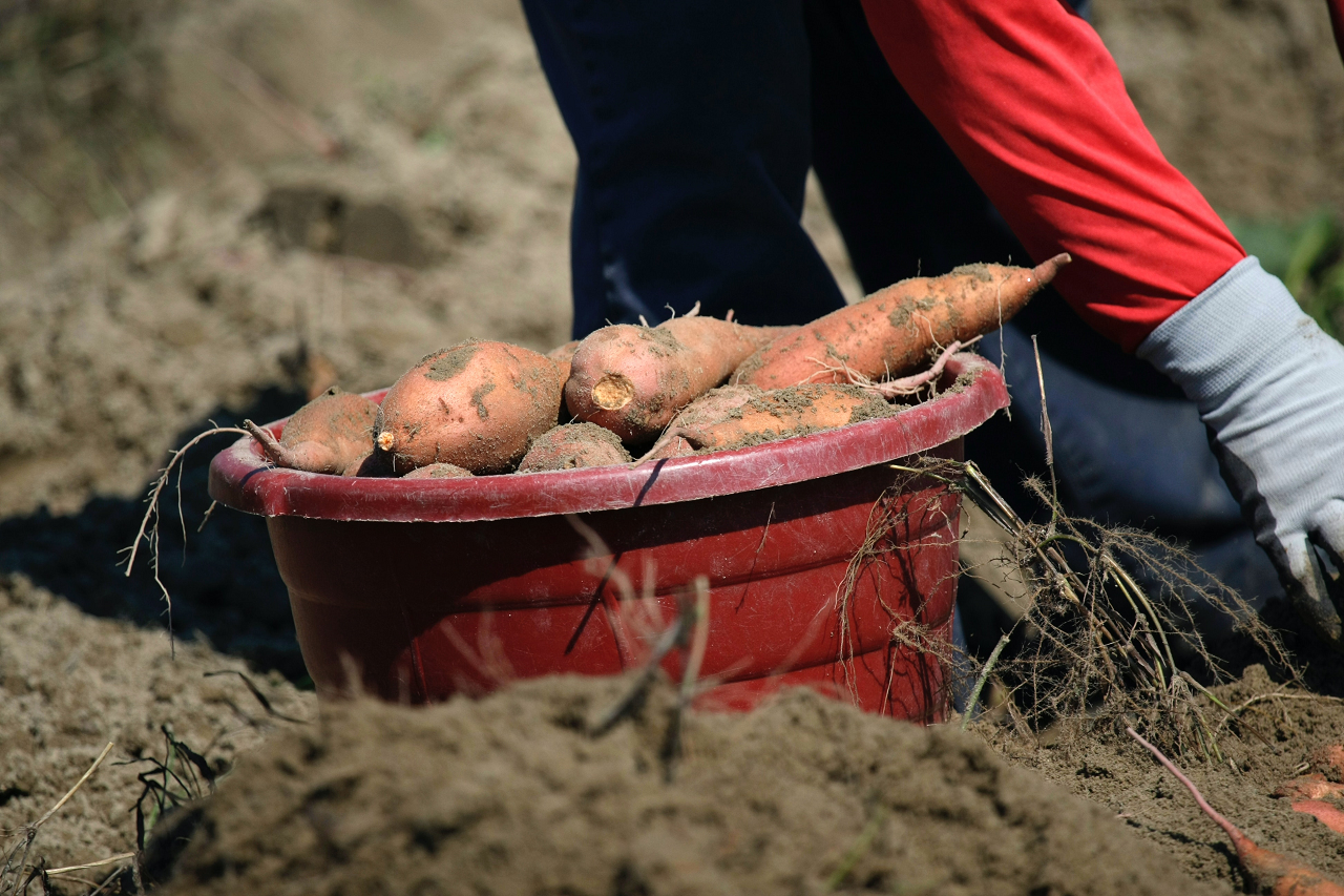Image of someone harvesting sweet potatoes out of dirt.