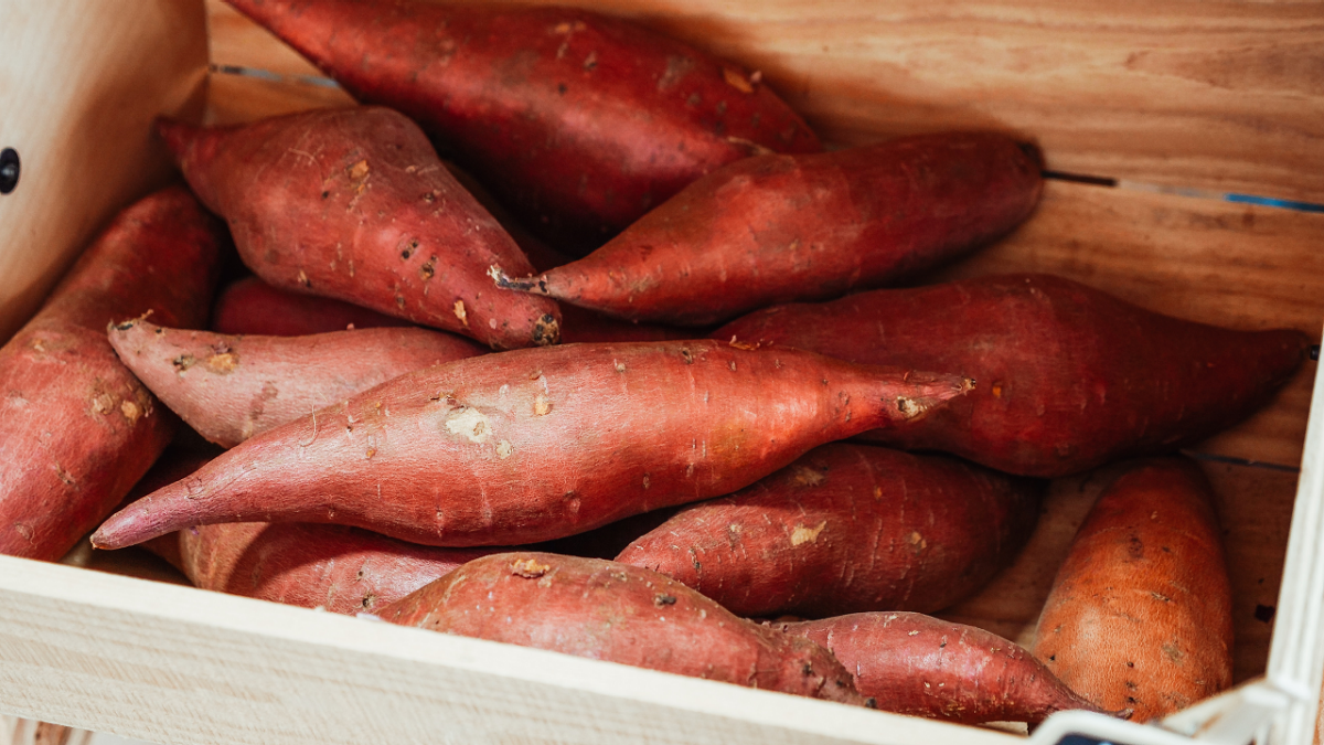 How to Grow Sweet Potatoes | Tractor Supply Co., image size:1200x675