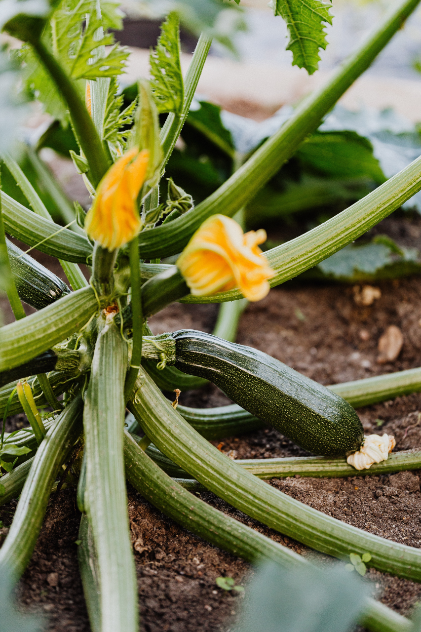 Image of zucchini on a plant, laying in dirt.