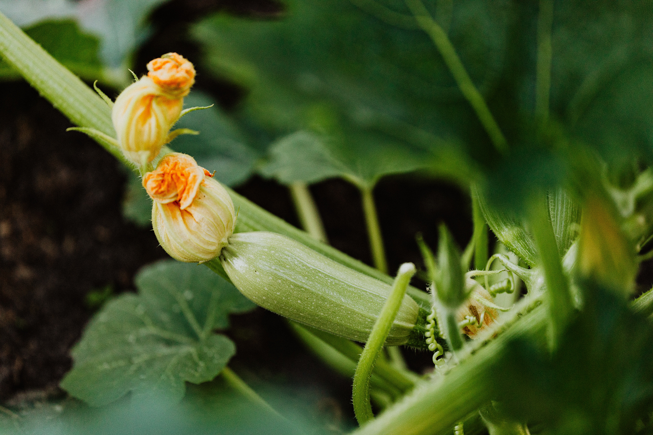 Image of a zucchini plant with flowers.