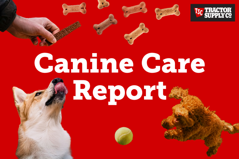 Canine Care Report