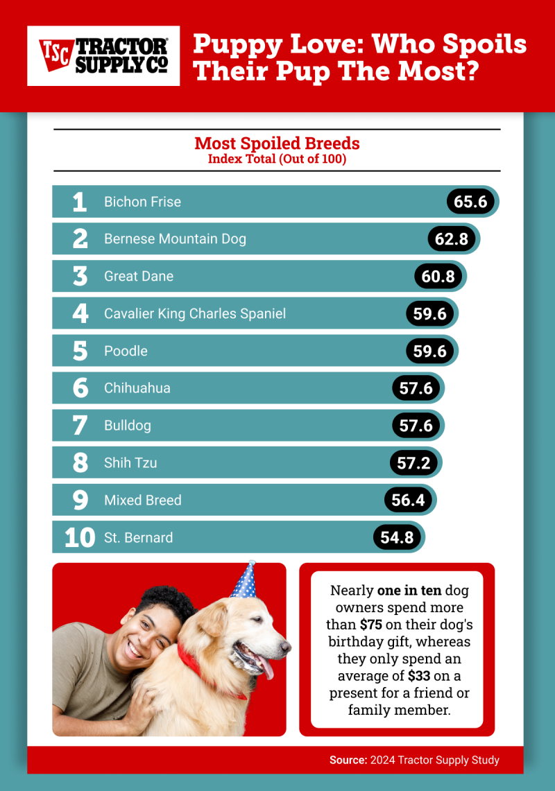 Most spoiled dog breeds infographic