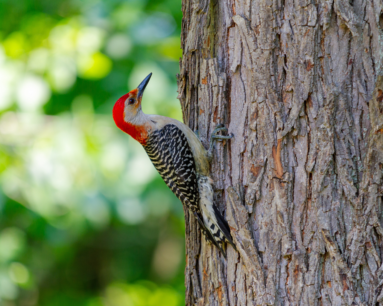 Image of a Red-Bellied Woodpecker perched.