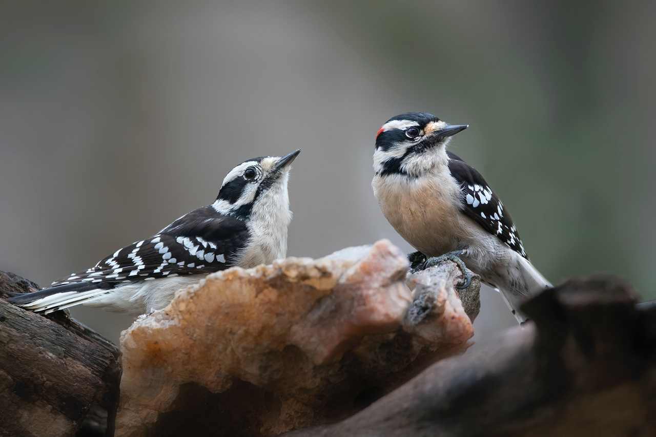 Image of two Downy Woodpeckers in a tree.