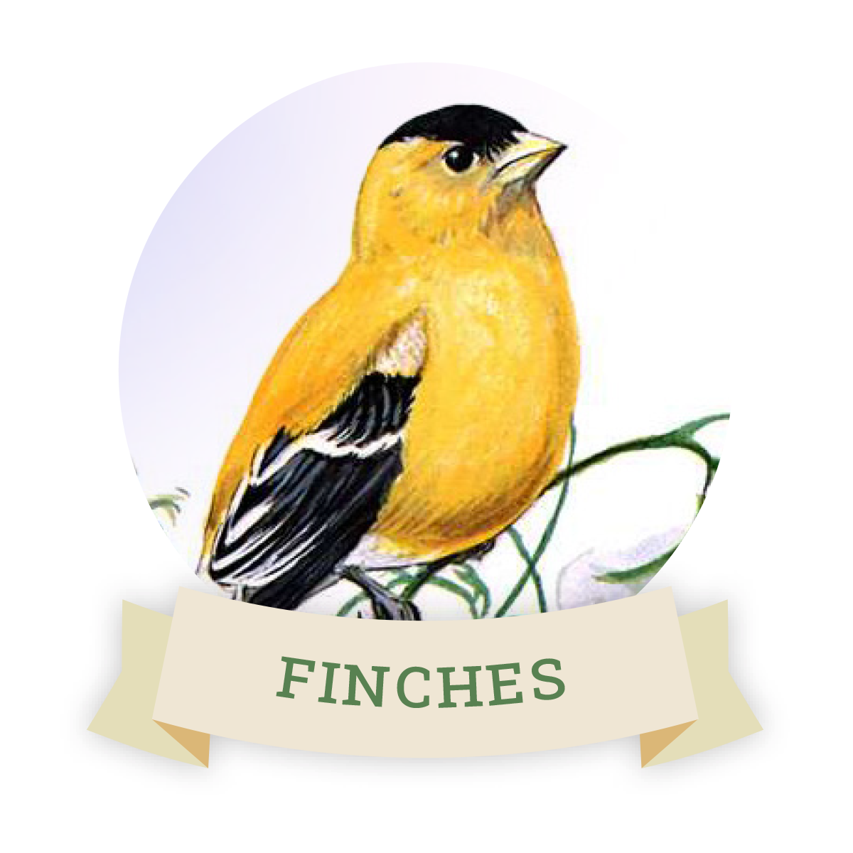 Image of a finch. Links to finch favorite food and feeders.